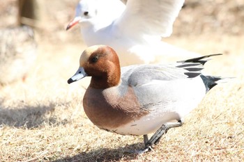 Eurasian Wigeon 川越水上公園 Wed, 1/18/2017