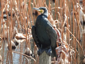 2022年2月5日(土) 服部緑地の野鳥観察記録