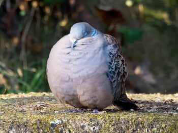 Oriental Turtle Dove Machida Yakushiike Park Sat, 2/5/2022