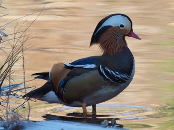 Mandarin Duck Machida Yakushiike Park Sat, 2/5/2022