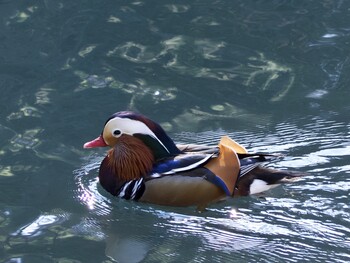 Mandarin Duck Machida Yakushiike Park Sat, 2/5/2022