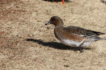 ヒドリガモ 川越水上公園 2017年1月18日(水)