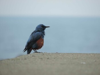 Blue Rock Thrush 福井県坂井市三国町梶 Sat, 5/9/2015