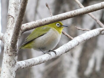 2022年2月5日(土) 神奈川県立相模原公園の野鳥観察記録