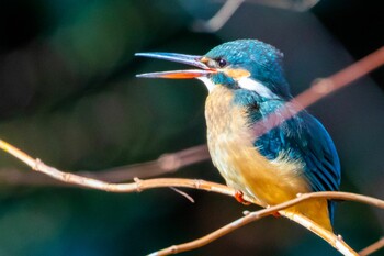 Common Kingfisher 東京都 Sat, 2/5/2022