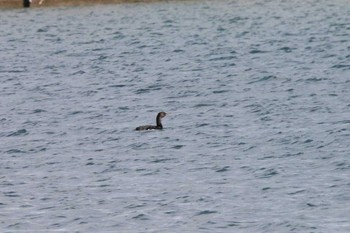 ヒメウ 納沙布岬 2016年12月28日(水)