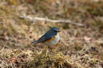 2022年2月5日(土) 十里木高原の野鳥観察記録