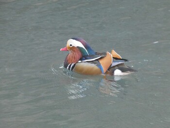 2022年2月5日(土) 薬師池公園の野鳥観察記録