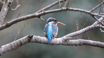 カワセミ 明治神宮 2022年2月5日(土)