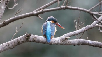 カワセミ 明治神宮 2022年2月5日(土)