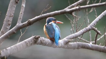 カワセミ 明治神宮 2022年2月5日(土)