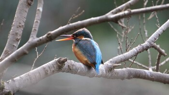 カワセミ 明治神宮 2022年2月5日(土)