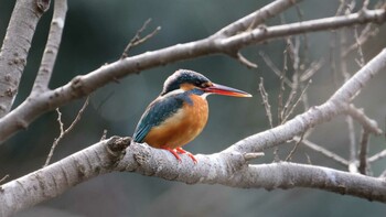 カワセミ 明治神宮 2022年2月5日(土)