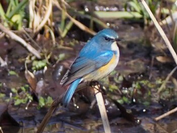 Red-flanked Bluetail Kitamoto Nature Observation Park Sat, 2/5/2022