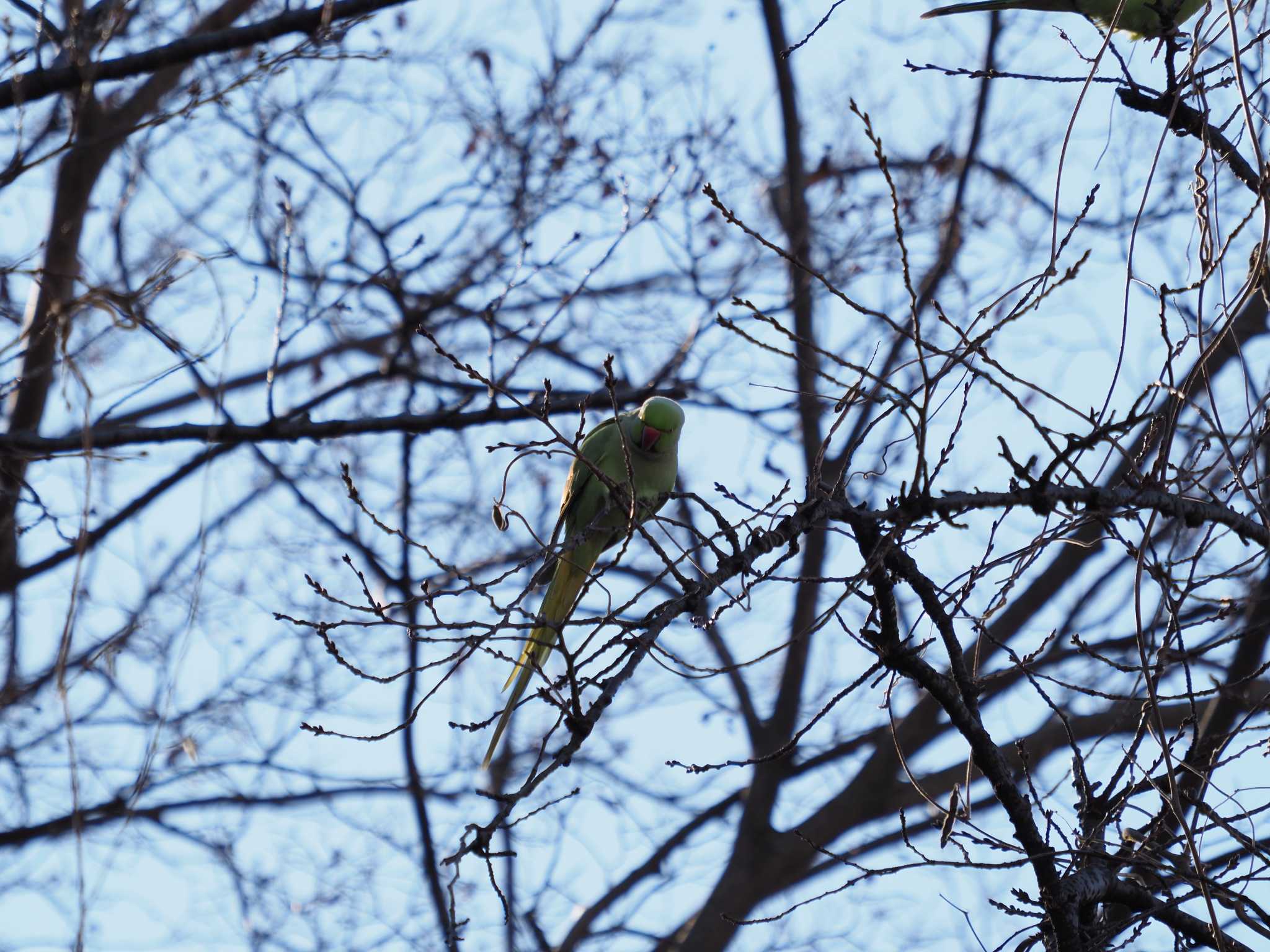 東京工業大学大岡山キャンパス ホンセイインコの写真 by monman53