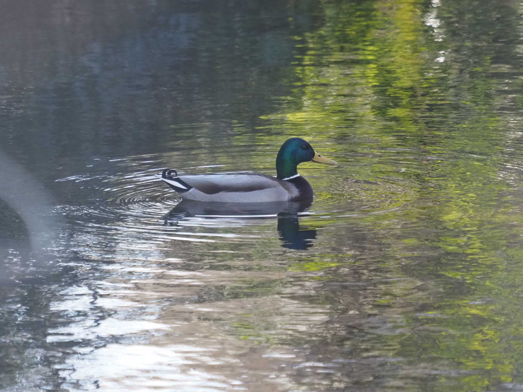 東京工業大学大岡山キャンパス マガモの写真 by monman53