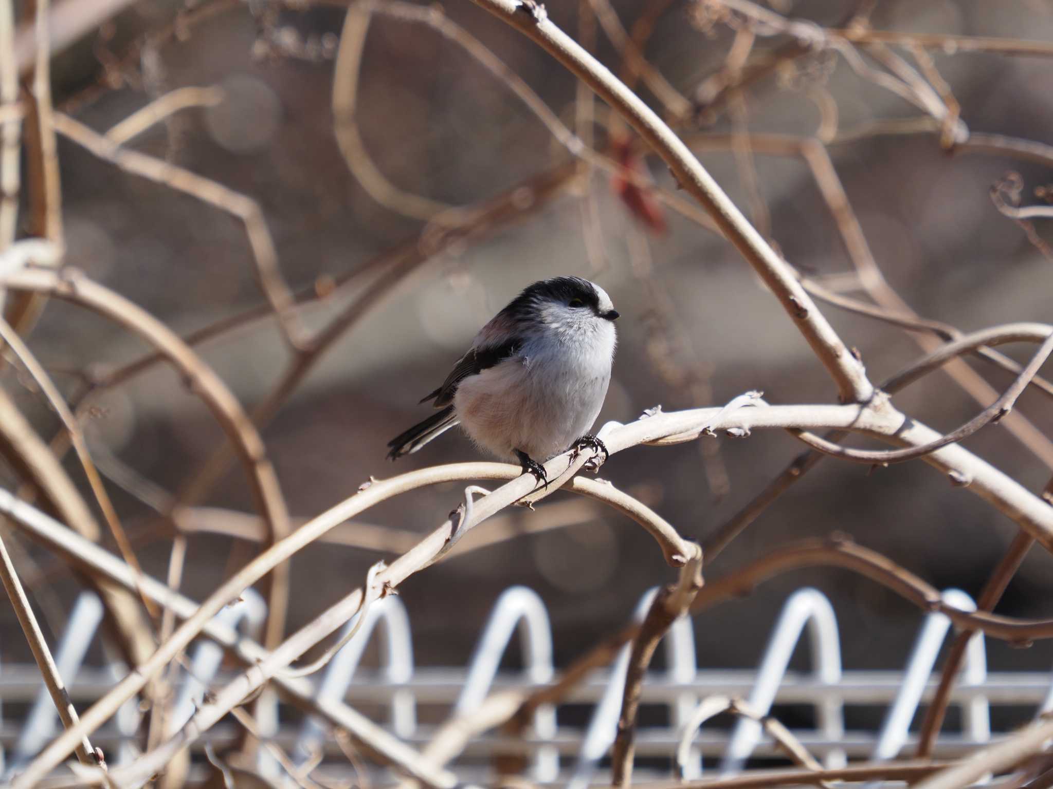 Photo of Long-tailed Tit at 東京工業大学大岡山キャンパス by monman53