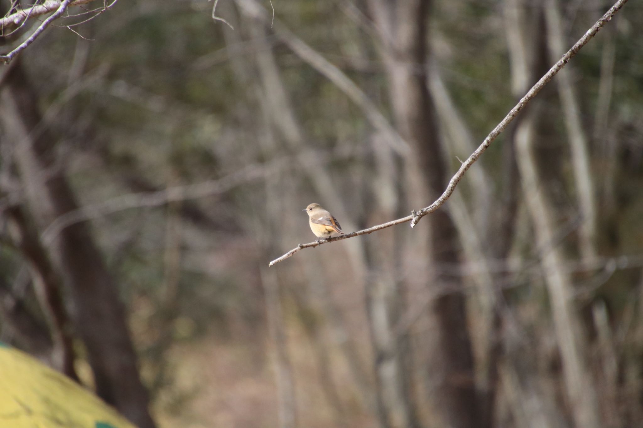 Photo of Daurian Redstart at 希望ヶ丘文化公園 by Mariko N