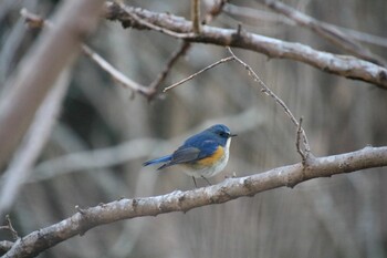 Red-flanked Bluetail 希望ヶ丘文化公園 Sat, 2/5/2022