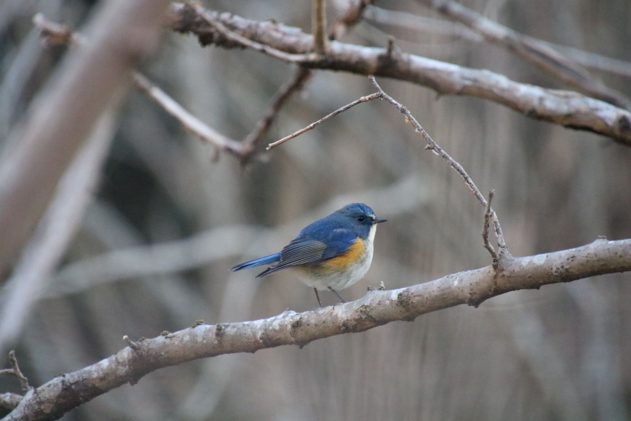 Photo of Red-flanked Bluetail at 希望ヶ丘文化公園 by Mariko N