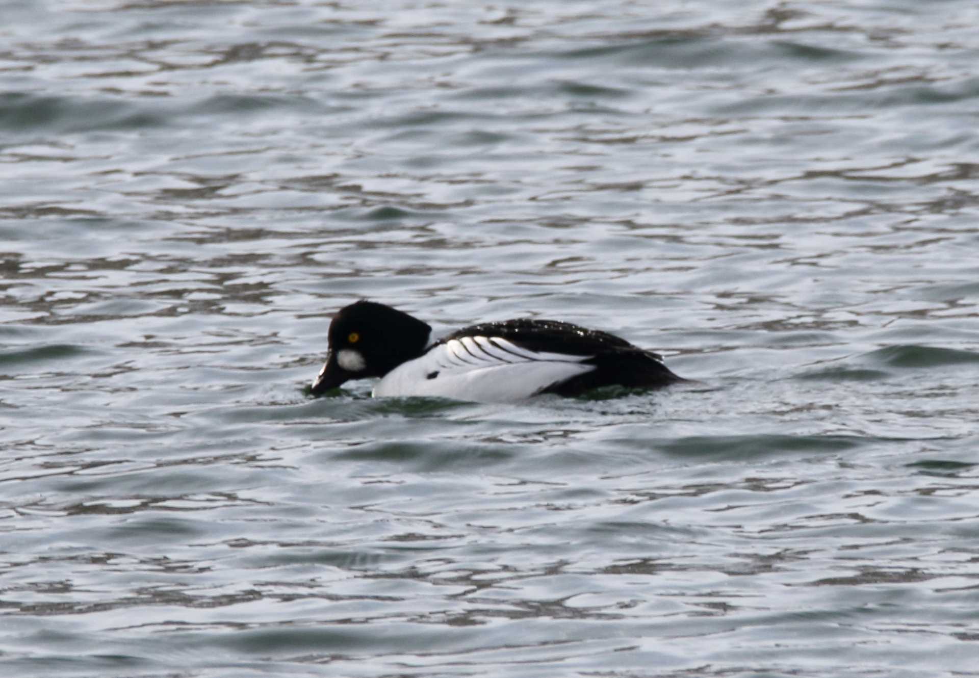 Photo of Common Goldeneye at 涛沸湖 by マイク