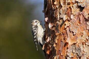 コゲラ 小木津山自然公園 2022年2月3日(木)