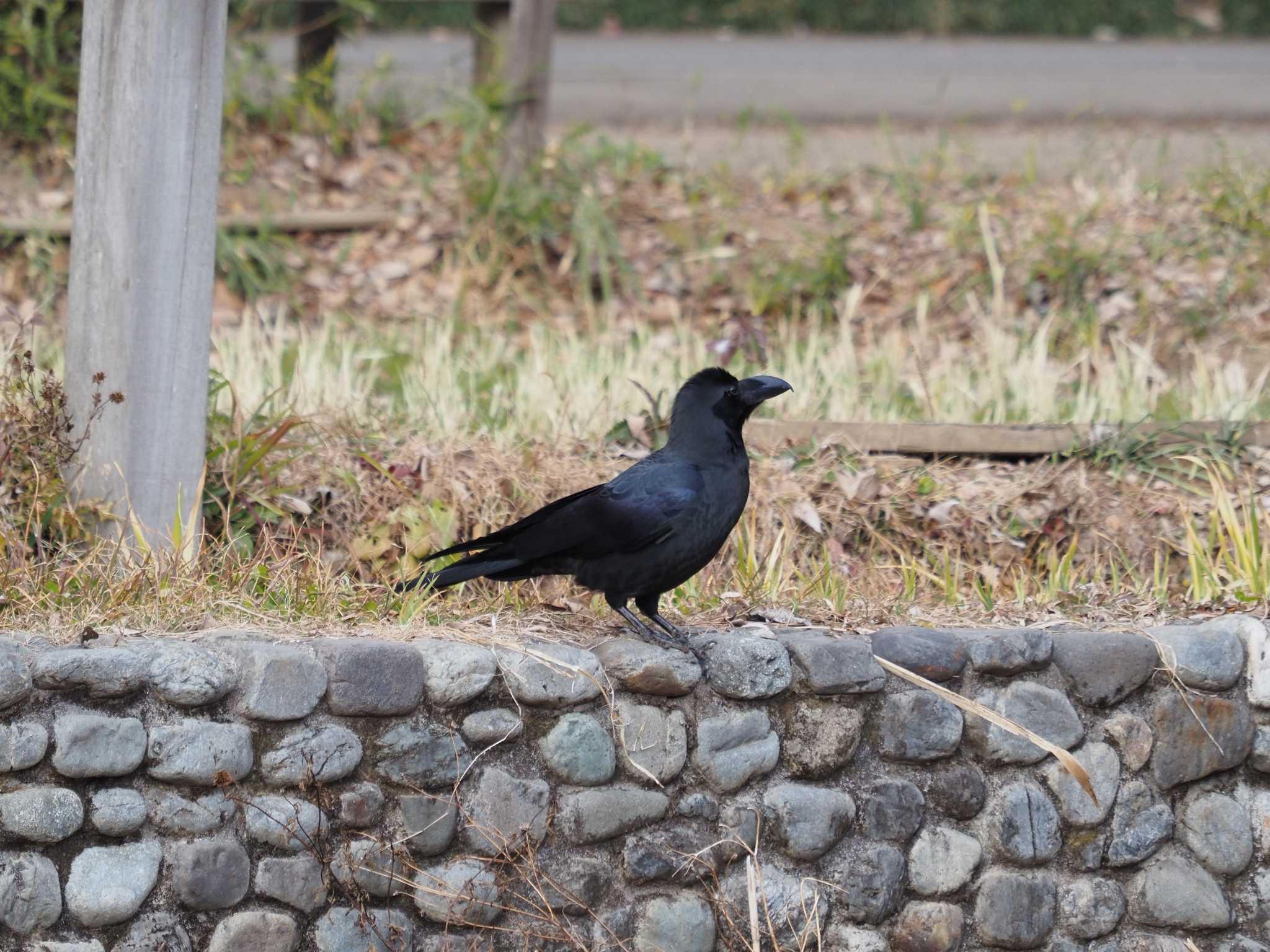 洗足池(大田区) ハシブトガラスの写真 by monman53