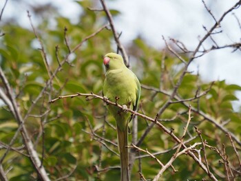 ホンセイインコ 洗足池(大田区) 2022年2月5日(土)