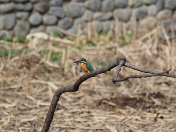 カワセミ 洗足池(大田区) 2022年2月5日(土)