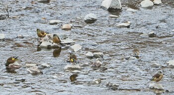 カワラヒワ 大栗川(多摩川合流地点) 2022年2月5日(土)