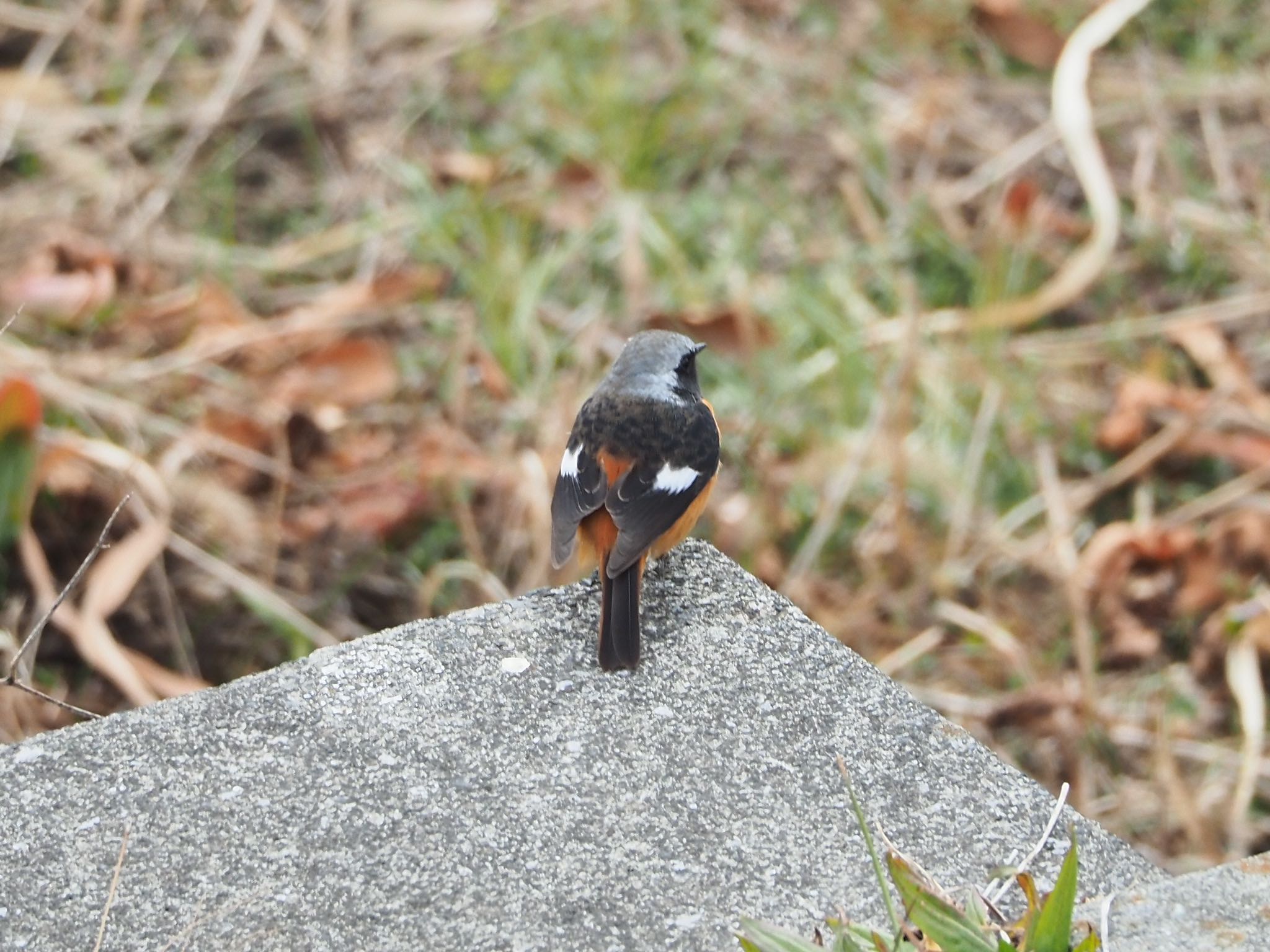 大栗川(多摩川合流地点) ジョウビタキの写真 by アカウント9088