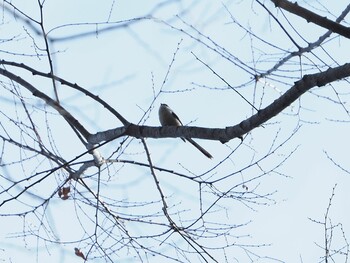 2022年2月5日(土) 城山公園(東京都)の野鳥観察記録