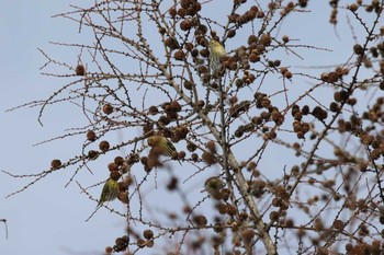 Eurasian Siskin 網走市 Mon, 12/26/2016