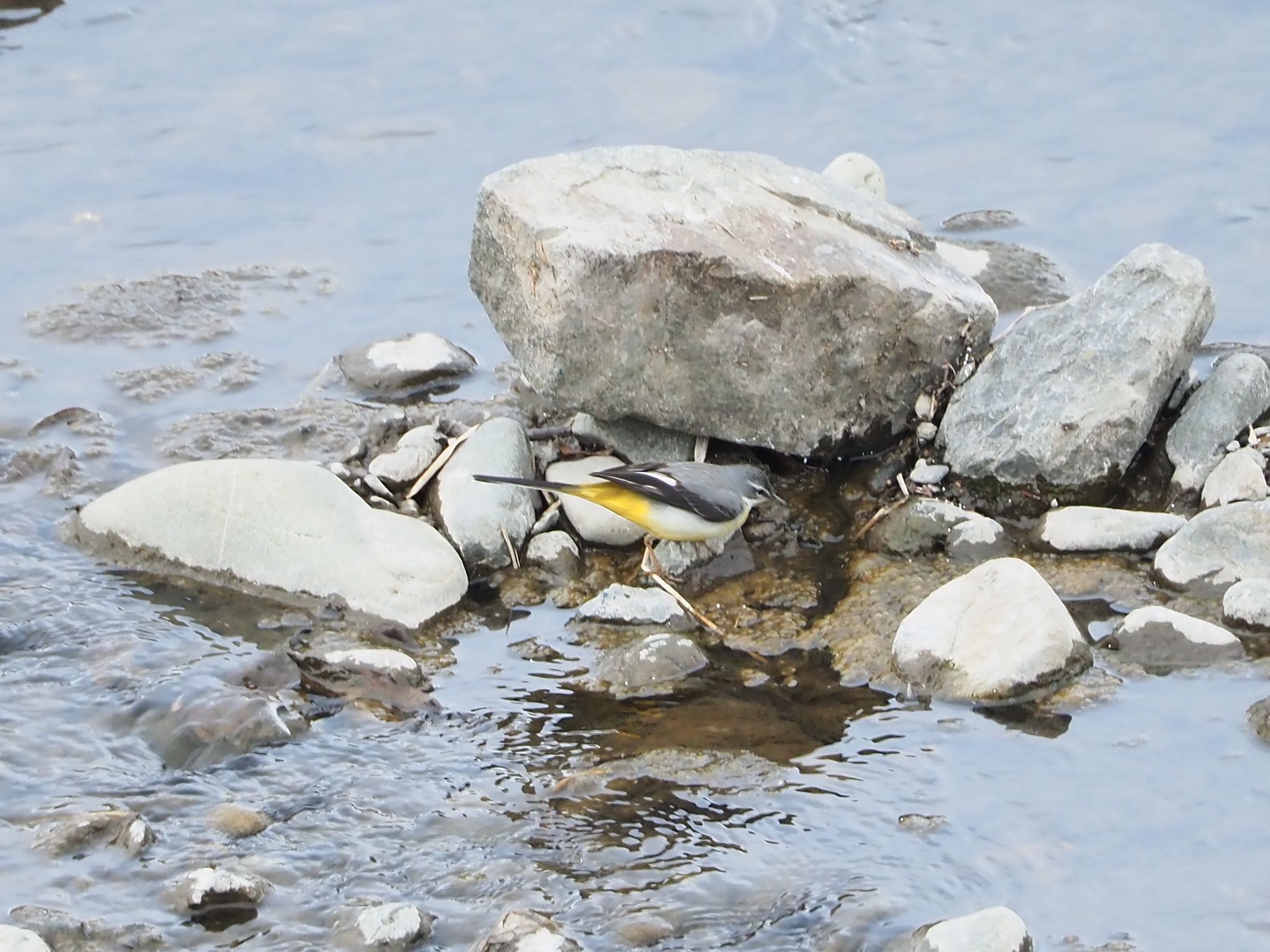 Photo of Grey Wagtail at 大栗川(多摩川合流地点) by アカウント9088