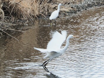 Sat, 2/5/2022 Birding report at 大栗川(多摩川合流地点)