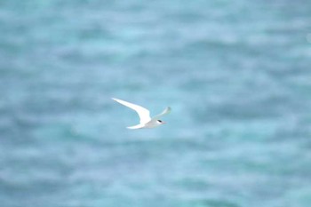 ベニアジサシ 沖縄県宮古島市 2017年7月22日(土)