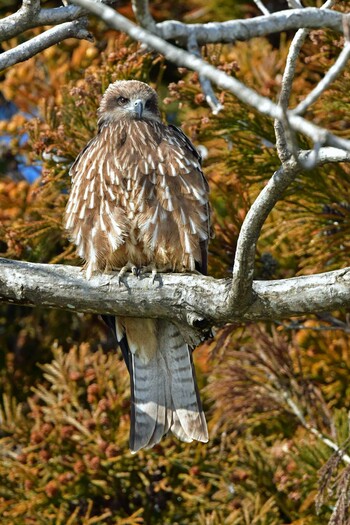 トビ 青葉山公園 2022年2月5日(土)