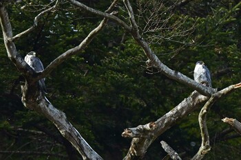 ハヤブサ 青葉山公園 2022年2月5日(土)