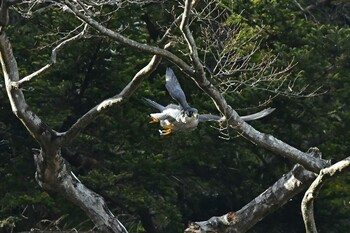 ハヤブサ 青葉山公園 2022年2月5日(土)