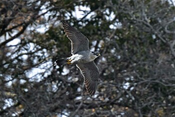 ハヤブサ 青葉山公園 2022年2月5日(土)