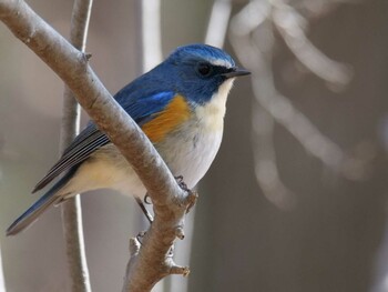 Red-flanked Bluetail 皆野町 Thu, 1/20/2022