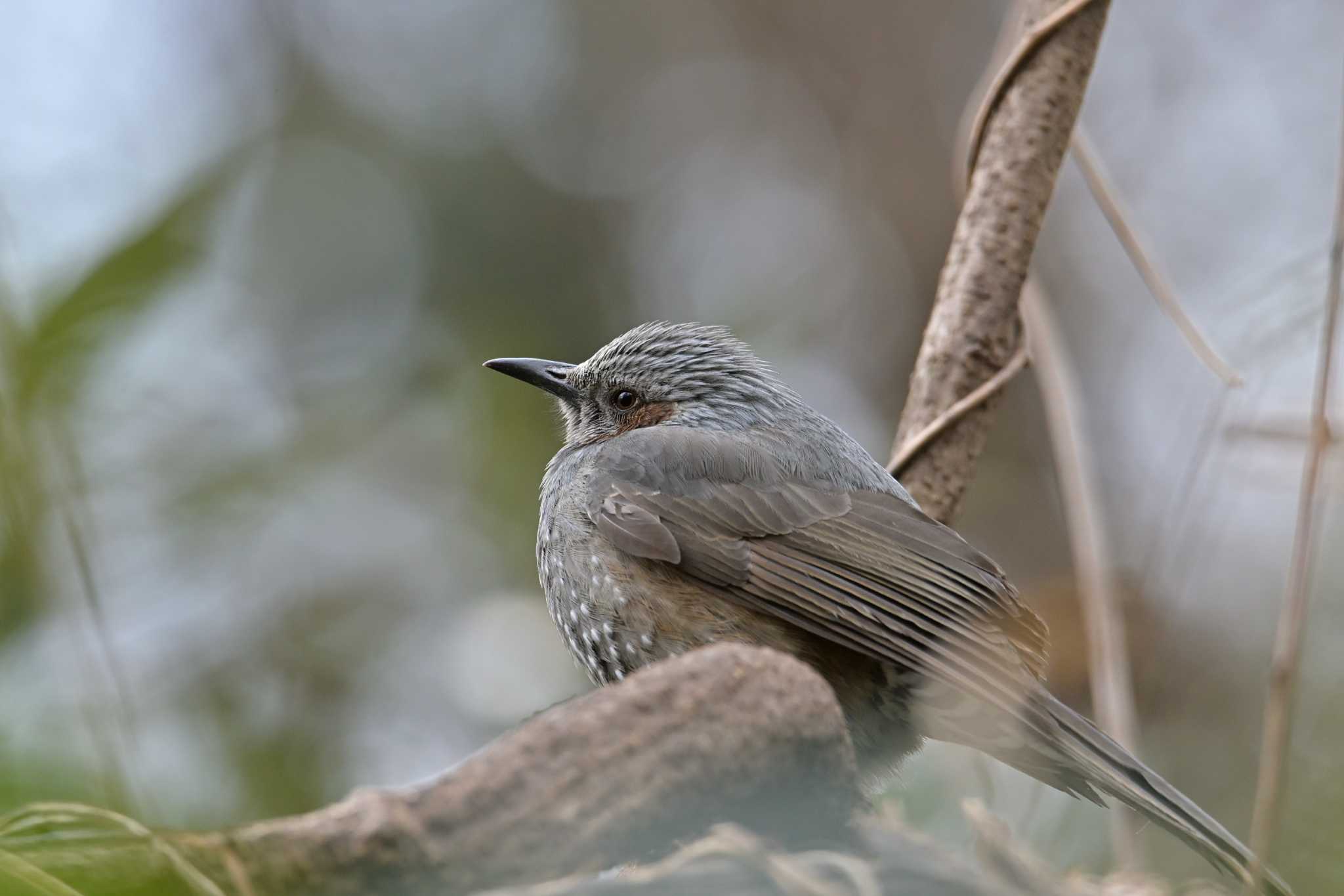 舞岡公園 ヒヨドリの写真 by Tosh@Bird