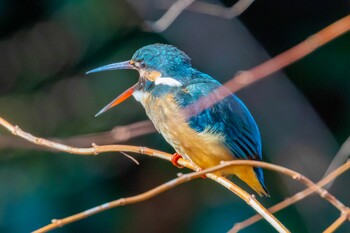 Common Kingfisher 東京都 Sat, 2/5/2022