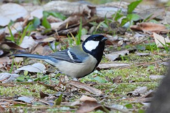 シジュウカラ 豊橋公園 2022年2月5日(土)