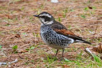 ツグミ 豊橋公園 2022年2月5日(土)