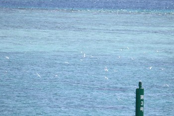 ベニアジサシ 沖縄県宮古島市 2017年7月22日(土)