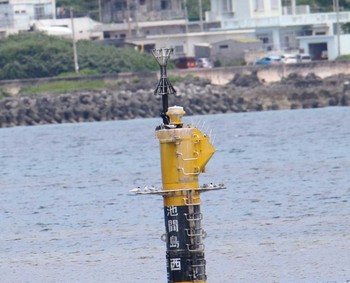 ベニアジサシ 沖縄県宮古島市 2017年7月22日(土)