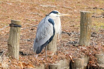 アオサギ 水元公園 2022年1月29日(土)