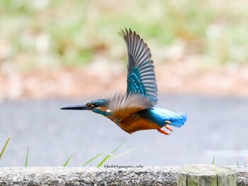 カワセミ 水元公園 2022年1月29日(土)