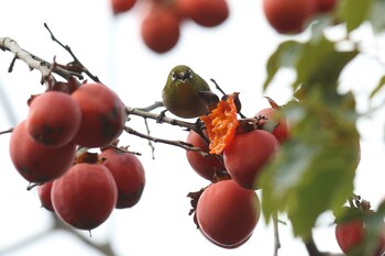 メジロ 明石公園 2021年12月12日(日)